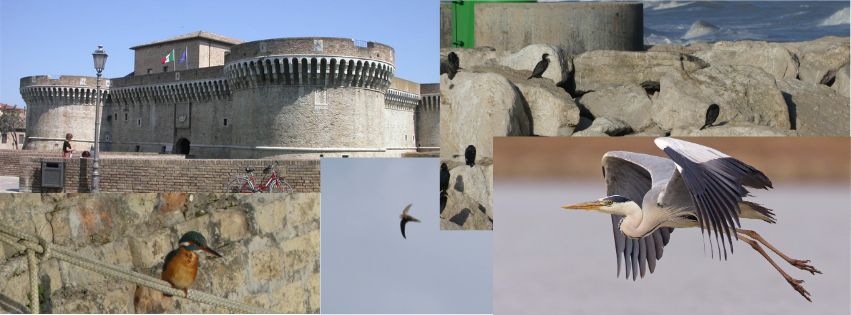 Birdwatching in città